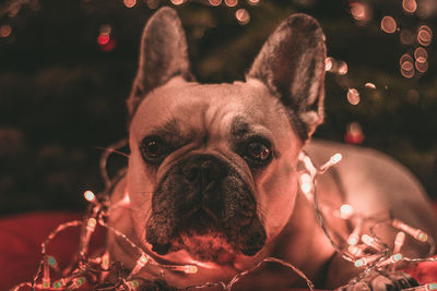 Close-up portrait of dog with illuminated string light