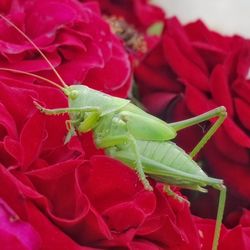 Close-up of red insect on plant