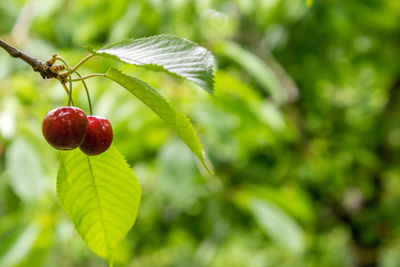 Close-up of cherries growing on tree