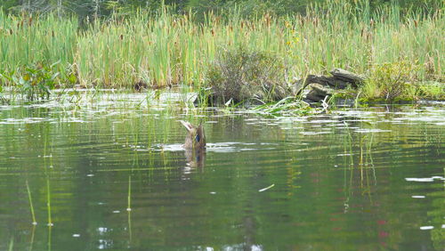 View of birds in lake