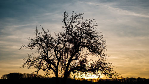 Silhouette bare tree on field against sky at sunset