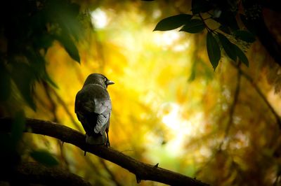 Bird perching on a branch