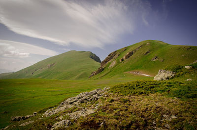 Scenic view of grassy field against sky