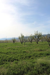 plant