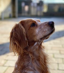 Close-up of a dog looking away