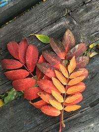 Close-up of autumn leaves on wood