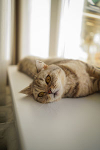 Close-up of cat relaxing at home