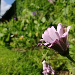 Close-up of pink flower on field