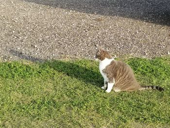 High angle view of cat on field