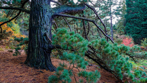 Trees in forest during autumn