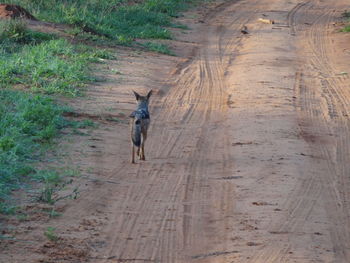 High angle view of dog on road