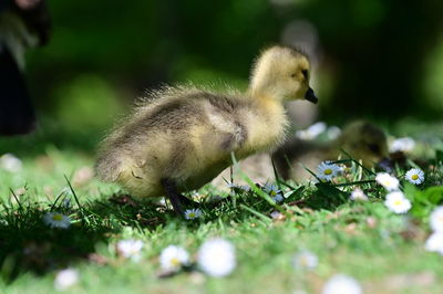 Close-up of duck on grassy field