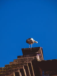 Low angle view of bird perching against clear blue sky