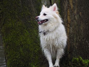 Close-up of dog looking away