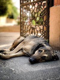 Close-up of a dog sleeping on street
