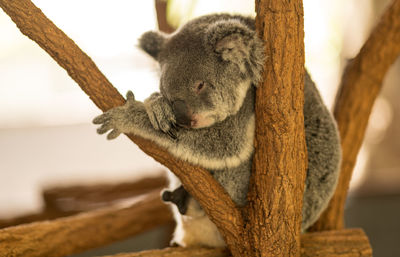 Koala sitting on the tree