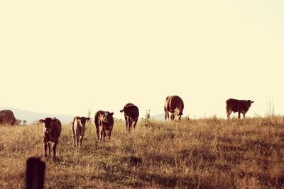 Cattle on field against clear sky