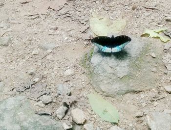 High angle view of snake