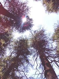 Low angle view of trees against sky