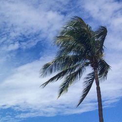 Low angle view of palm tree against cloudy sky