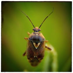 Close-up of insect