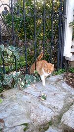 Cat sitting in a yard