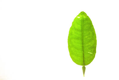 Close-up of green leaves against white background