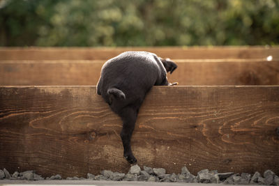 Black puppy climbing wood steps - struggling 