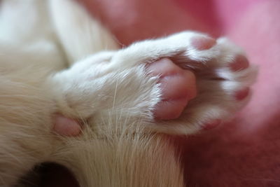 Close-up of cat sleeping