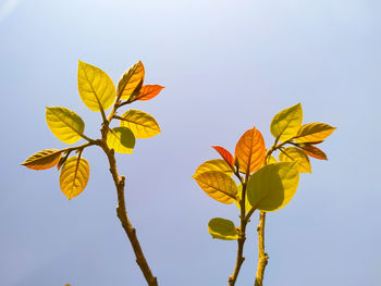 Low angle view of leaves against sky