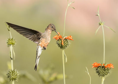 Close-up of bird flying