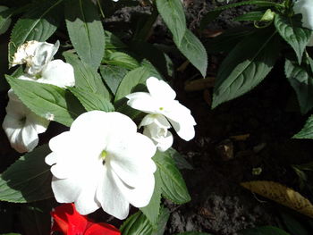 Close-up of white flowering plant