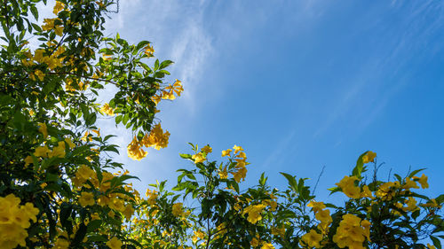 Low angle view of tree against sky