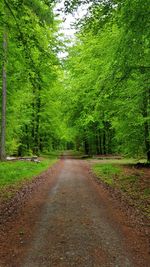 Dirt road amidst trees in forest