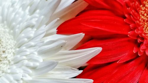 Close-up of red flower