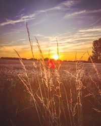 Scenic view of field against sky during sunset