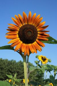 Close-up of sunflower against clear sky