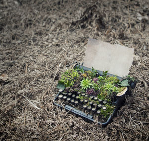 High angle view of plants growing in typewriter 