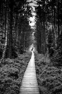 Footpath amidst trees in forest