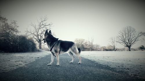 Dog on snow covered landscape