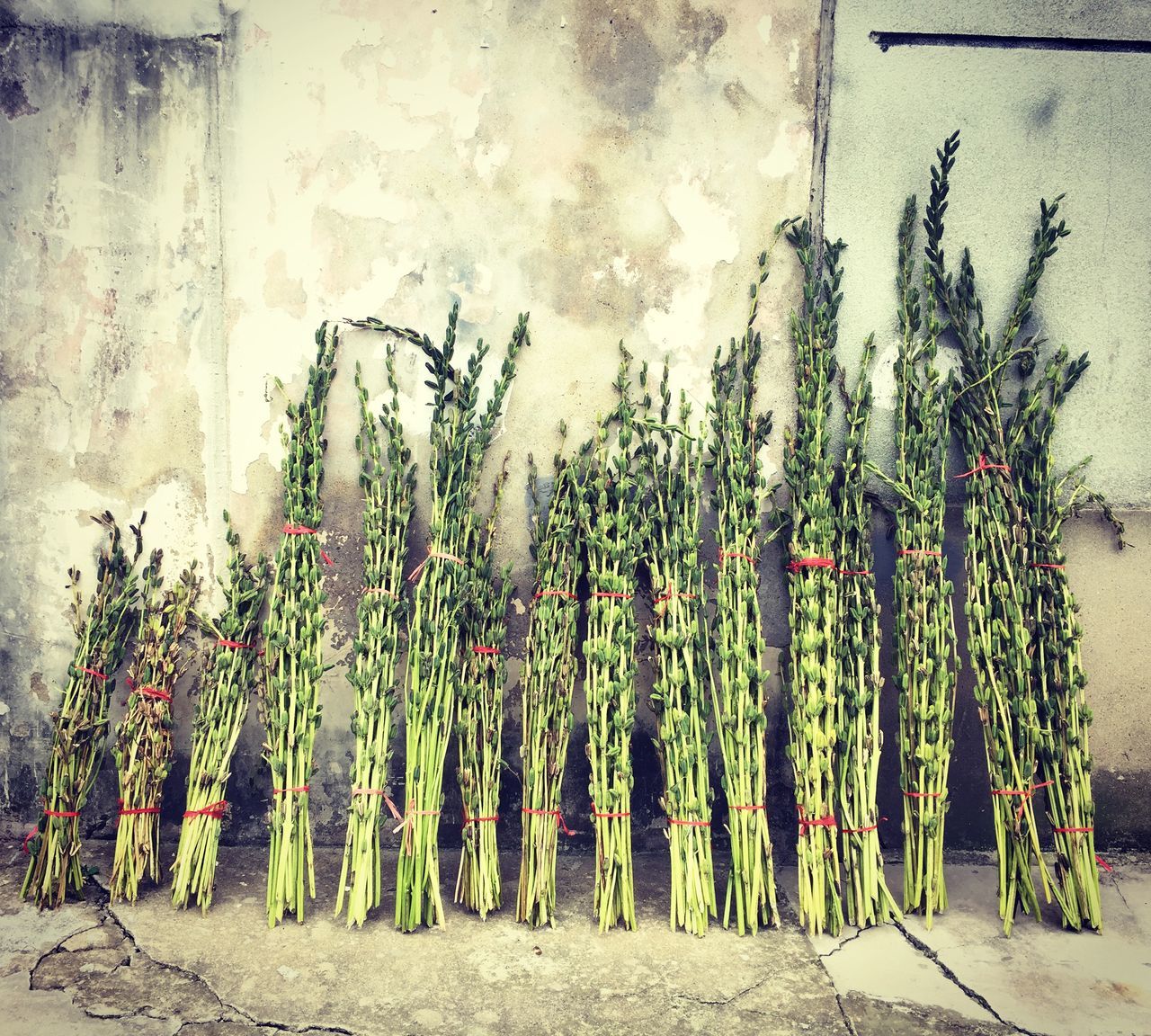 plant, growth, wall - building feature, flower, wall, growing, nature, potted plant, no people, outdoors, day, freshness, cactus, built structure, in a row, close-up, beauty in nature, sunlight, multi colored, abundance