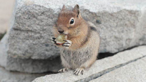 Close-up of squirrel on rock