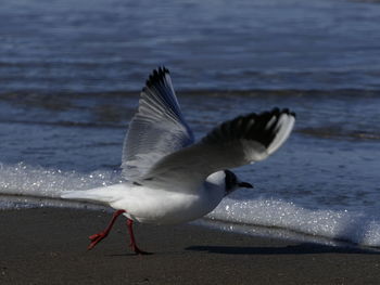 Seagull flying over sea