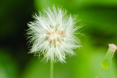 Close-up of dandelion growing outdoors