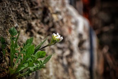 Close-up of white flowering plant