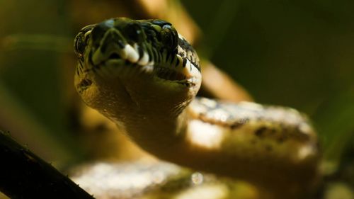 Close-up of snake