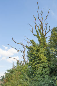 Low angle view of trees against sky