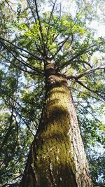 Low angle view of tree against sky