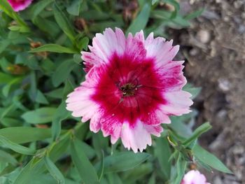 Close-up of pink flowers