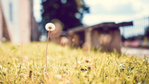 Close-up of mushrooms growing on field against sky